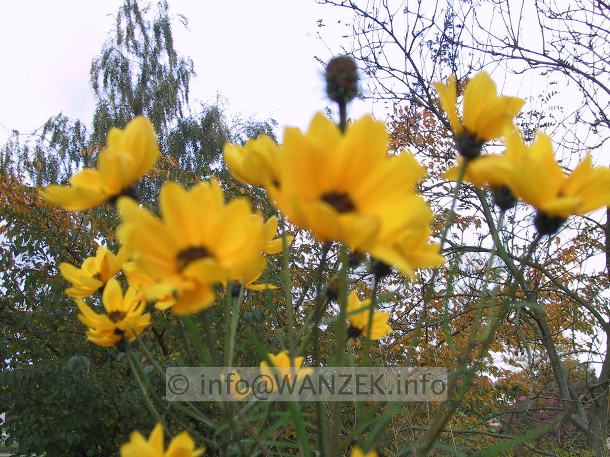 Helianthus salicifolus - Blueten unscharf.JPG